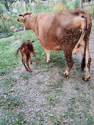 K/t heyvanları üçün mallar: Dişi, il: 9, Damazlıq, Ünvandan götürmə