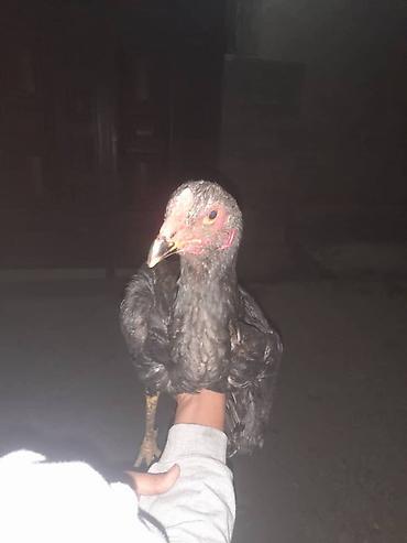 Куры, петухи: Продаю | Куры | Бойцовая | Для разведения — 7