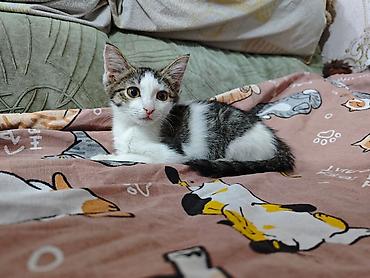 Мышыктар: 3 айлык, Ургаачы, Лотокко барууга үйрөтүлгөн, Курттардан тазаланган, Эмделген — 7