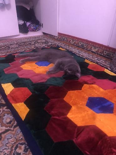 Продажа кошек: Жибек жолу 462 Британская короткошёрстная кошка, окрас сплошной серый — 7