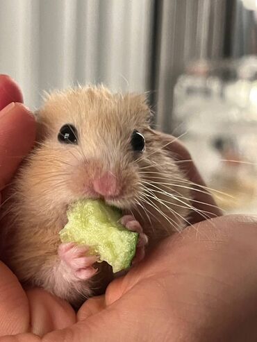 Хомяки: Продаю Сирийского хомячка 🐹 Возраст — 1,5 года. Очень милый, активный