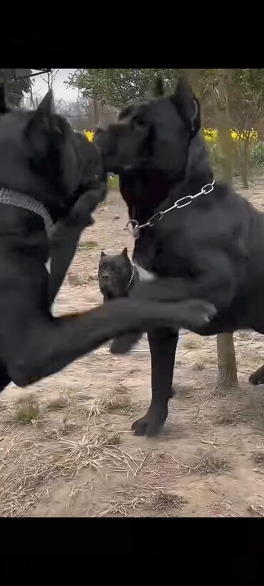 İtlər: Kane-Korso, 1 ay, Sənədli, Rayonlara çatdırılma, Ünvandan götürmə, Pulsuz çatdırılma — 28