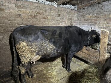 Коровы, быки: Продаю | Бык (самец) | На откорм | Привязанные — 1