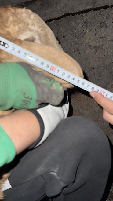 Баран, овца: Продаю | Овца (самка), Ягненок, Баран (самец) | Арашан | Для разведения — 28