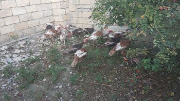 Inəklər, öküzlər: Məhsul: Hind quşları (türki) Təsvir: - Fotoşəkillərdə bağ şəraitində