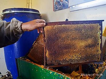 Азык-түлүктөр: ПРОДАМ оптом горный и полевой экспорцетовый мёд, цена договорная. обр — 7