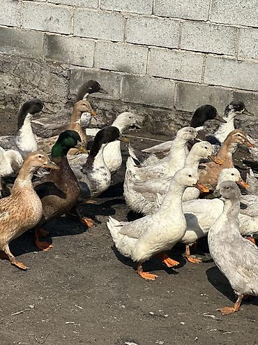 Птицы: Утки 72 головы все крупные — 3