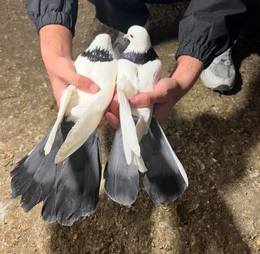 Göyərçinlər: Göy nişanlar ağlar 30dan coxdu balalarnan hamisi 10azn den abtavoy — 1