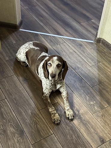pişik üçün yuva: Передержка в уютной квартире около м. Нефчиляр 🐶🐱 Принимаем на — 9