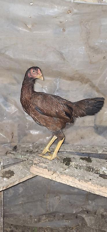 Toyuqlar: Toyuq, Damazlıq — 6