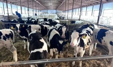 сельскохозяйственные животные продажа: Продаю | Бык (самец), Тёлка, Музоо, торпок | Голштин, Ангус, Герефорд | Для молока, На забой, Для разведения | Племенные