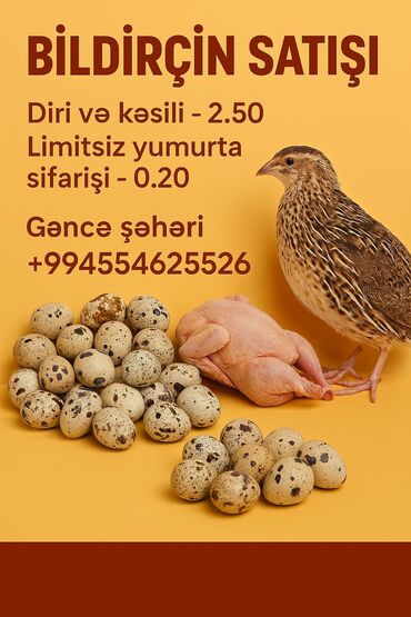 Toyuqlar: *🐥 Satışda: Texas Cinsli Bildirçinlər 🐥* ✅ *Təzə çıxmış cücələr və 25