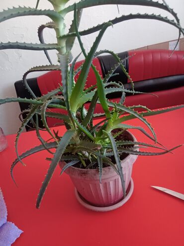 бамбук растение: Алое гулу сатылат 600с 2,5 жылдык г.Каракол