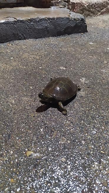 Akvariumlar: Tısbağa 🐢🐢🐢🐢🐢 ünvan, Bakı şəhəri, Nizami metrosu yaxınlığında -da lalafo.az — 17 Akvariumlar: Tısbağa 🐢🐢🐢🐢🐢 ünvan, Bakı şəhəri, Nizami metrosu yaxınlığında — 17
