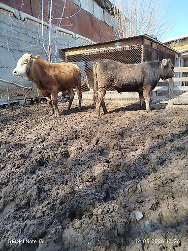 Коровы, быки: Продаю | Бык (самец) | Алатауская, Симментальская — 3