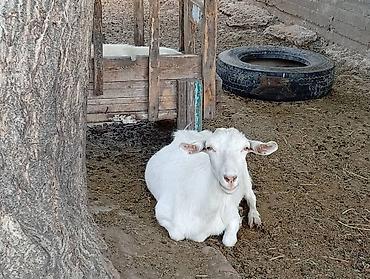 Козы, козлы: Продаю | Коза (самка) | Для молока | Племенные — 23