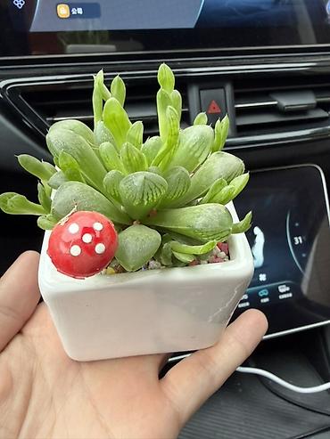 Кактусы: 🌵 Декоративный набор кактусов 🌵 Идеально для дома или офиса — 2