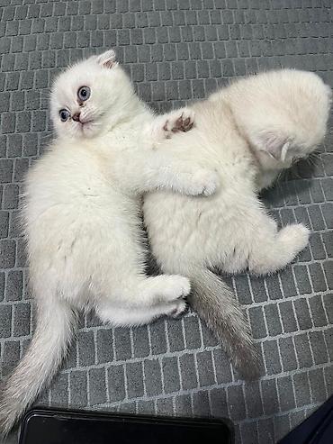 Pişiklər: Britan — 6