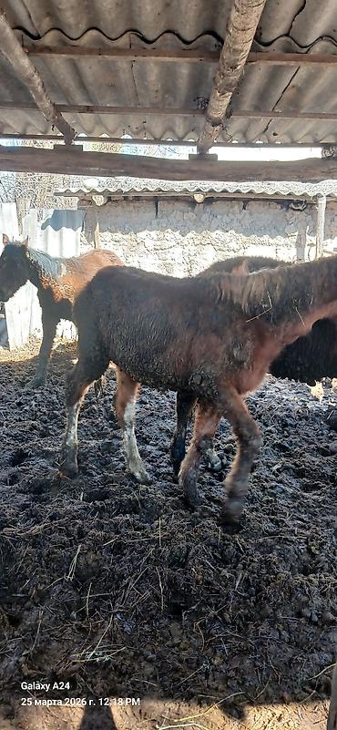 Лошади, кони: Продаю | Жеребенок | Полукровка | Рабочий — 13