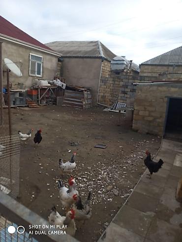 Həyət evləri və villaların satışı: 4 otaqlı, 4 kv. m, Orta təmir — 7