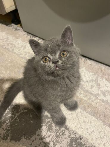 Pişiklər: Şotland yastı qulaq — 18