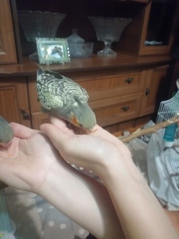 Tutuquşları: Məhsul: Əllə yedizdirilən korella tutuquşuları (cockatiel) Təsvir: -