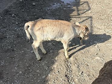 Коровы, быки: Продаю | Музоо, торпок — 10