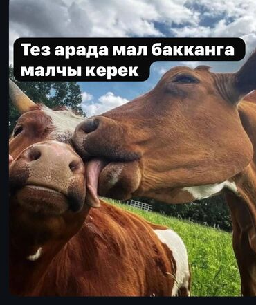Скотники: Требуется Скотник, Оплата Ежемесячно