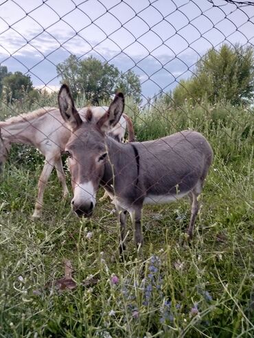 в связи с переездом отдам попугая жако в добрые руки: Лошади, кони