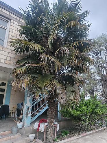 püstə ağacı satılır: Satılır: həyət üçün iri ölçülü palma ağacı (Trachycarpus fortunei – — 1