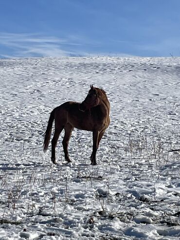 Лошади, кони: Продаю | Кобыла (самка) | Для разведения — 13