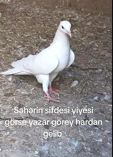 bulbul quşu satışı: Tutulma mayadı meydini tutmuwam təcili pul lazimdi deyen satılır — 5
