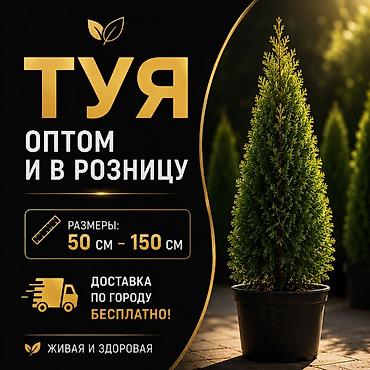 Туя в горшках колоновидная оптом и в розницу. - Размеры: 50–150 см -