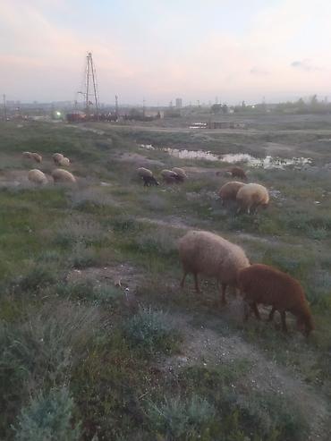 Qoyunlar, qoçlar: Qoyunlar — 13