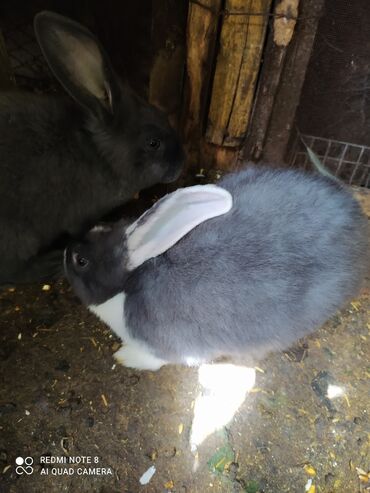Кролики: Продаю | Крольчата | Французский баран | На забой, Для разведения | Племенные