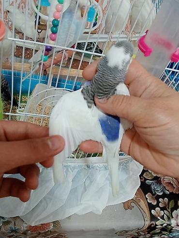 tutuquşu satışı az: Mavi çərçivəli qəfəsdə bir neçə tutuquşu. Qəfəsdə ağ, sarı və mavi — 3
