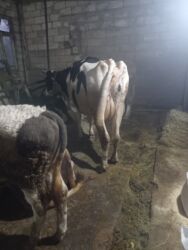 bakida sud qebulu: Balasiz tek 15 lt sud