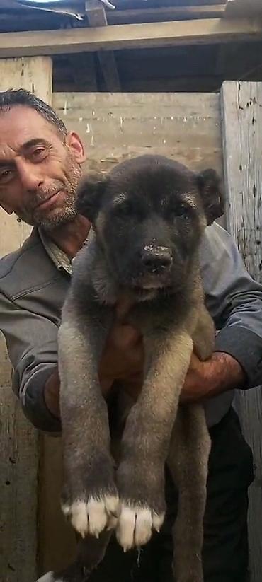 kangal satilik: Kanqal, 2 ay, Erkək, Peyvəndli, Rayonlara çatdırılma, Ünvandan götürmə, Ödənişli çatdırılma — 7
