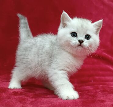 котенок белый: Продается шотландский котенок Скоттиш Страйт Окрас серебристая