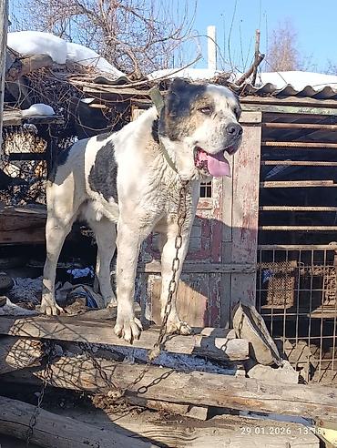 Вязка собак: Кабель возраст 4,5 года холка 94 супертяж чемпион Кыргызстана и — 9