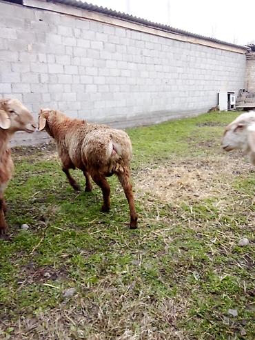 Баран, овца: Продаю | Баран (самец) | Для разведения — 6
