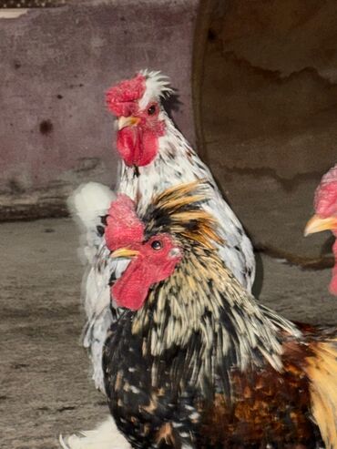 купить домашних курей: Срочно разные виды куры петухи