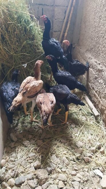 Gəmiricilər: Heyratı 7 Ədəd.2 Xoruz 5 Fərə.Cəm satılır tək cüt satılmır! İsdəyən
