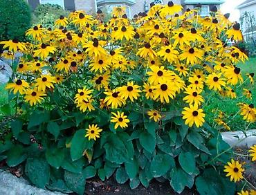 Другие садовые цветы и кустарники: САЖЕНЦЫ многолетников самшита (разные сорта) кустарников магнолии at lalafo.kg — 26 Другие садовые цветы и кустарники: САЖЕНЦЫ многолетников самшита (разные сорта) кустарников магнолии — 26