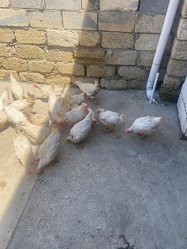 yumurtlayan toyuqlar satilir: Məhsul: Ev toyuqları (yumurtacı və ətlik qarışıq sürü) Leghorn cins — 2