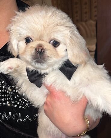 sort it: Pekines, 4 ay, Dişi, Peyvəndli, Ünvandan götürmə