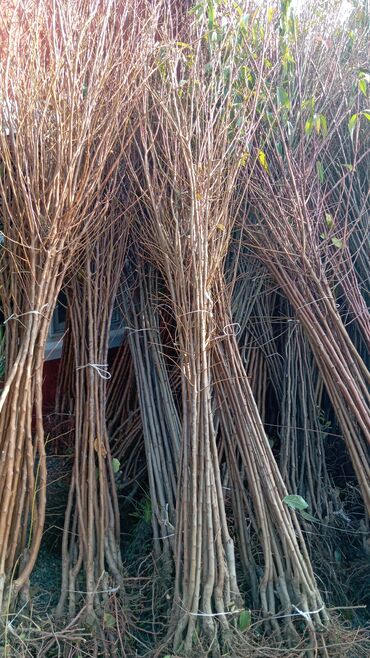 Ağaclar: Her növ ağaclar ve dekarativ ağaclar çox ucuz ve qarantili gubresiz — 52