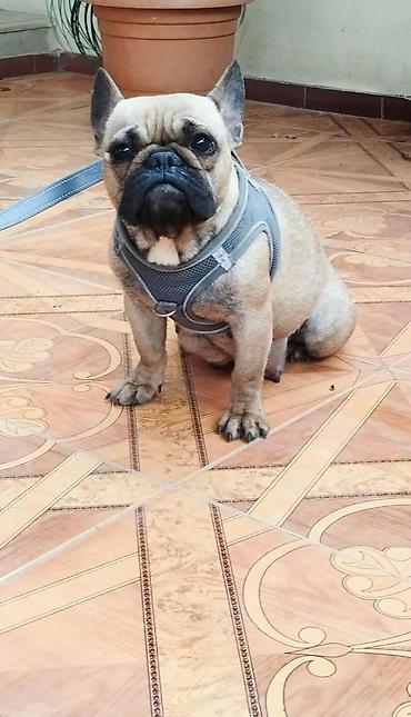 febulus dermani haqqinda: Doq, 3 ay, Erkək, Peyvəndli, Ödənişli çatdırılma — 5