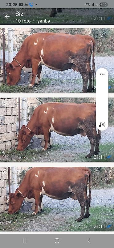 bogaz inək: Üçüncü qarına boğazdı 8 aylıq — 1