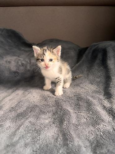 кошке: Отдам котят в хорошие руки. Их Мать превосходный охотник на мышей и — 10